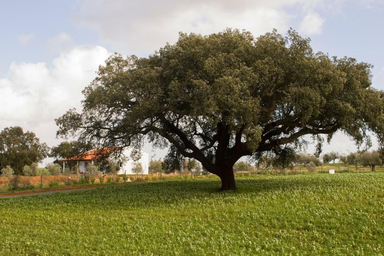 Monte Quinta Verde Ferreira Do Alentejo Exterior photo